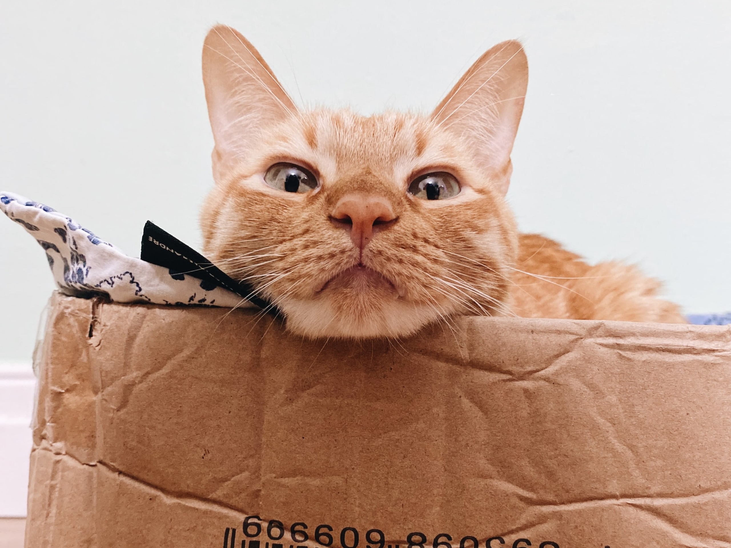 How to prepare pets for a move